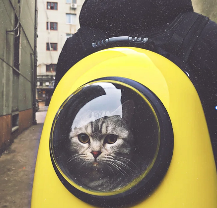 cat carrier