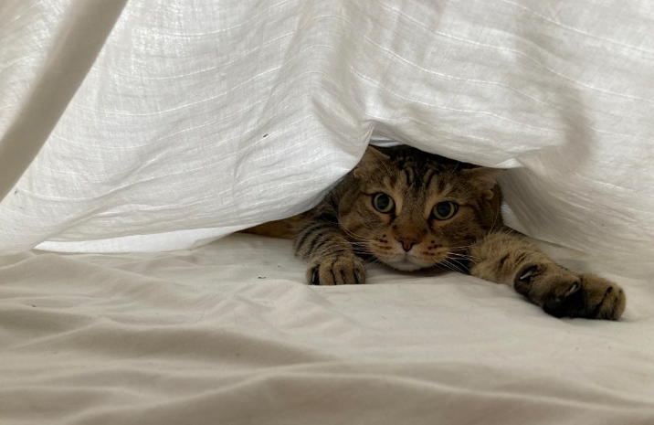 cat in sheets