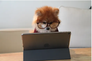 dog on a computer