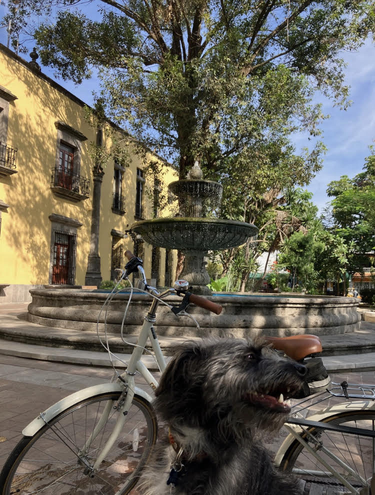 Dog at public fountain