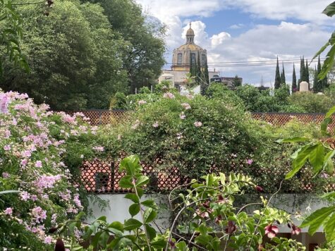 A summer day in Coyoacan, CDMX.