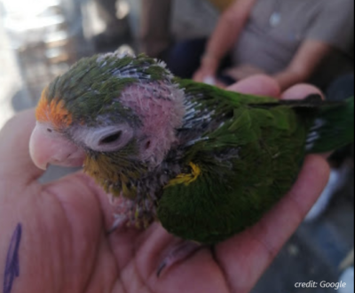 illegal wildlife sales at a tianguis