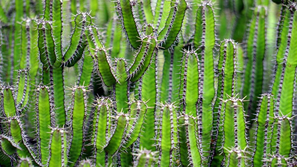 prickly cactus