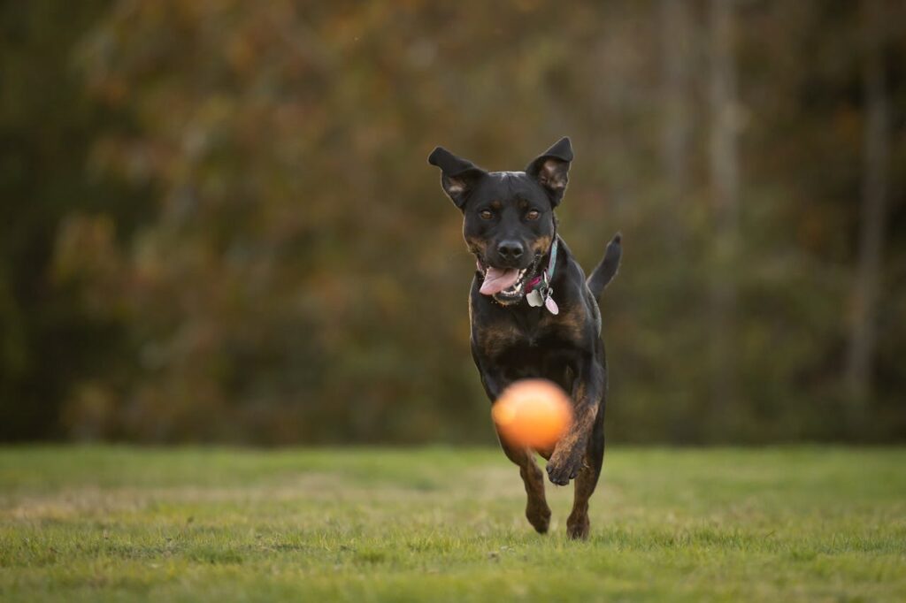 dog chasing ball in park