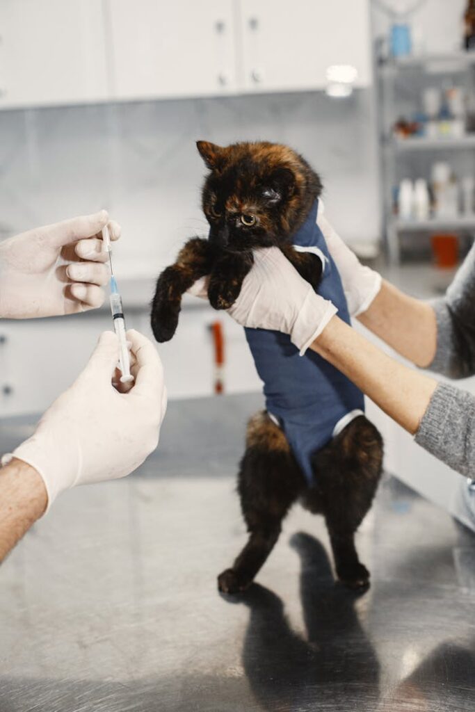 cat at the vet