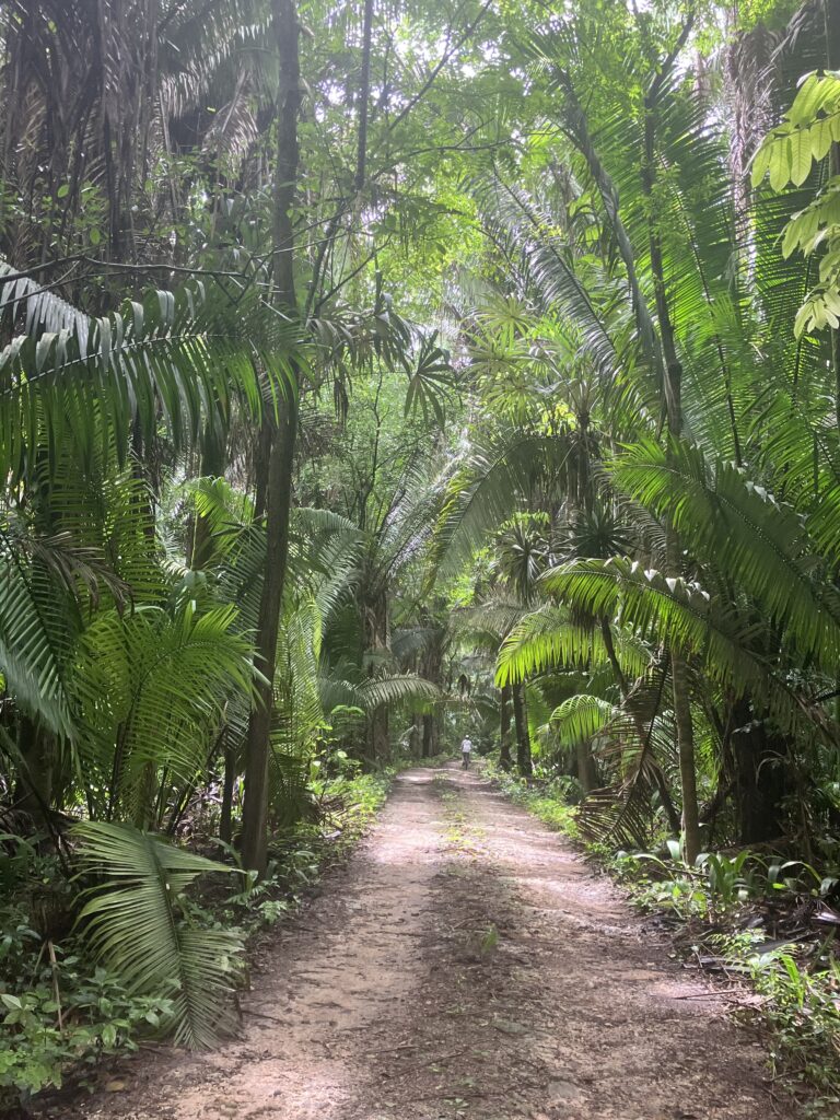 Mosquito-rich jungle in Quintana Roo.