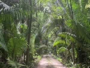 Mosquito-rich jungle in Quintana Roo.