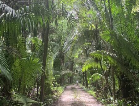 Mosquito-rich jungle in Quintana Roo.