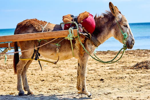 Mule with pouch on sand