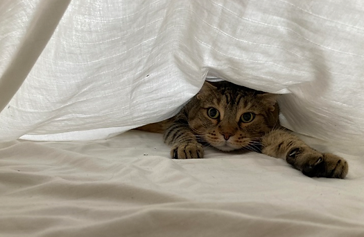 cat under sheets