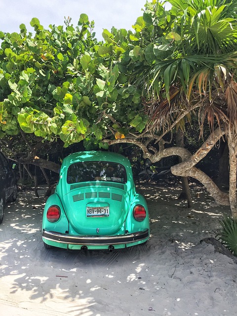 volkswagen at the beach