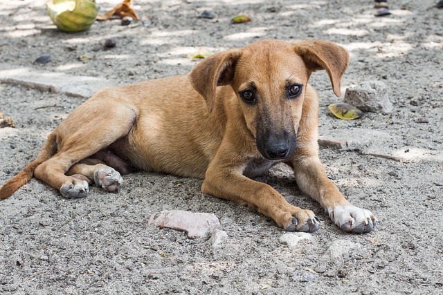 homeless dog