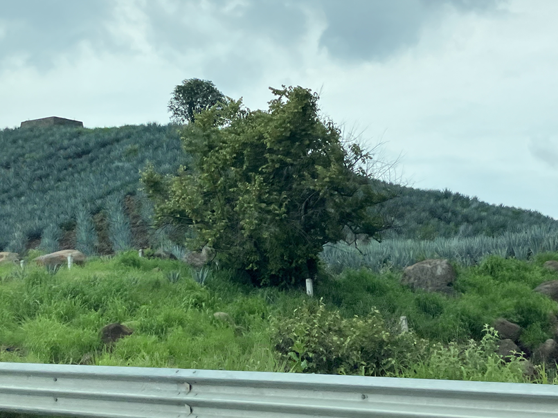 agave fields in Jalisco