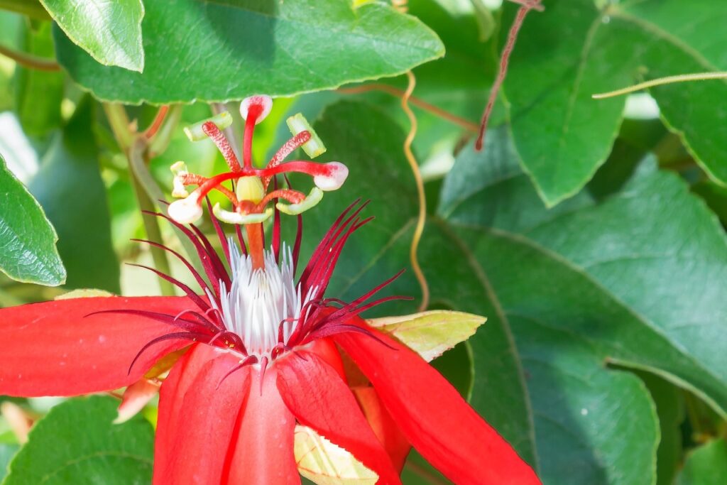 botanic garden, Puerto Vallarta