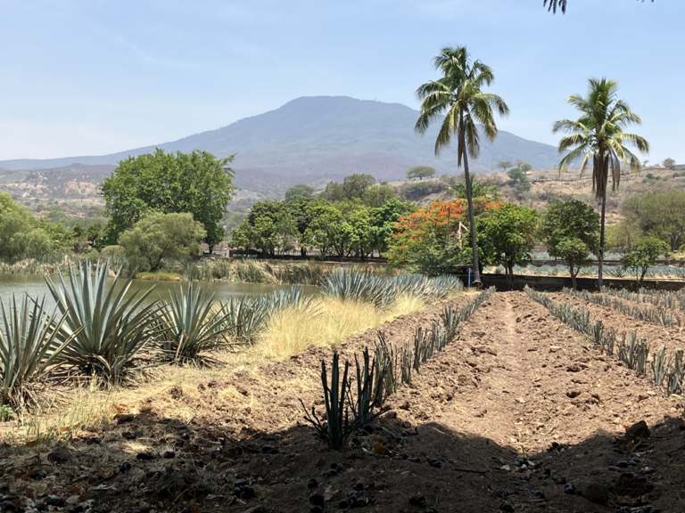 An agave field in Tequila.