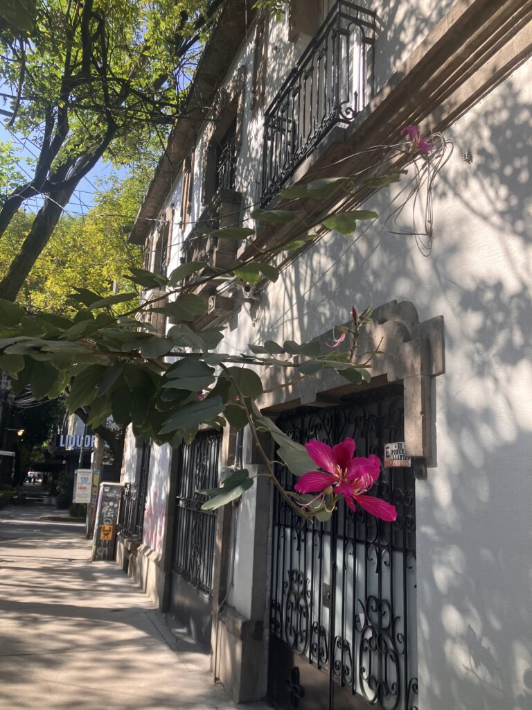 A shaded street in Mexico City.