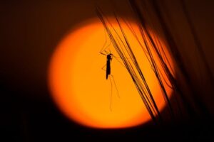 A mosquito on grass with orange sunset background.