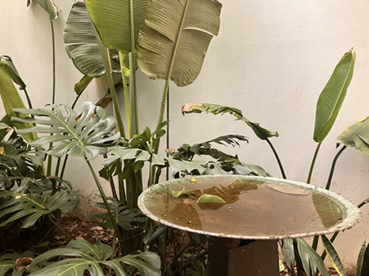 an overflowing birdbath