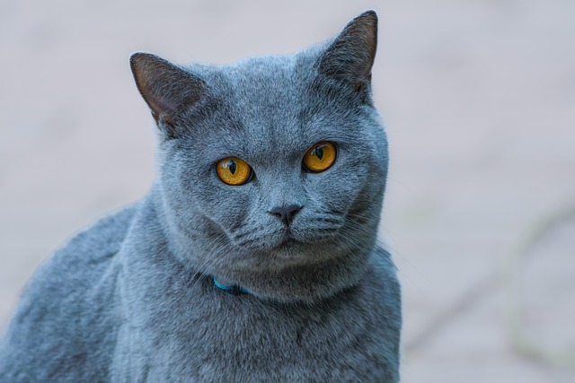 U.S. Expats in Mexico: Get Ready to Pay a Remittance Tax on Money Transfers 3 a sable colored cat