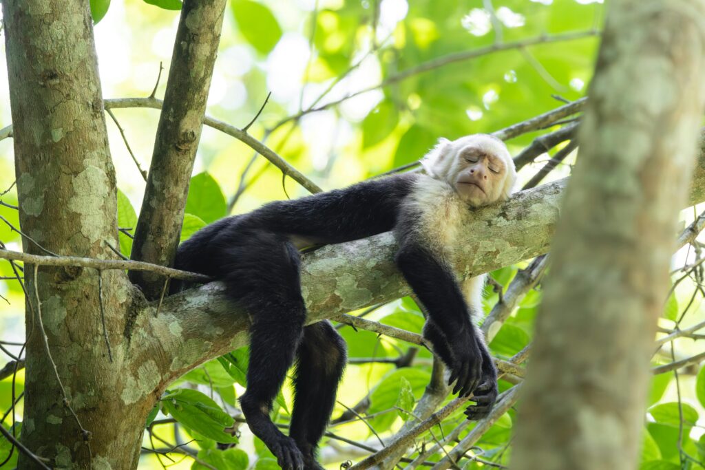 Cheaper Residency Alternatives to Mexico, Where Living is Good (2025) 10 A monkey sleeping on a tree branch in a tropical forest.