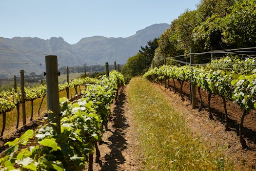 What Can Be Brought into Mexico Duty-Free 1 Lush vineyard rows stretch under clear skies, framed by majestic mountains.